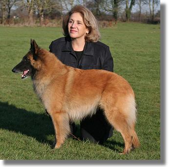 Corsini - belgian shepherd dog